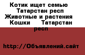 Котик ищет семью - Татарстан респ. Животные и растения » Кошки   . Татарстан респ.